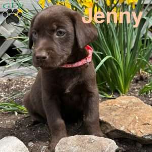 Jenny, Chocolate Labrador Retriever Puppy